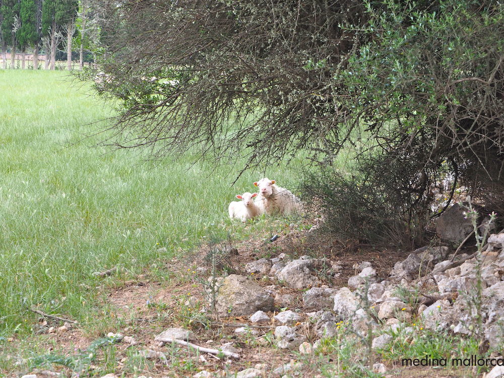 Finca rustica Maria Salut medina mallorca 11