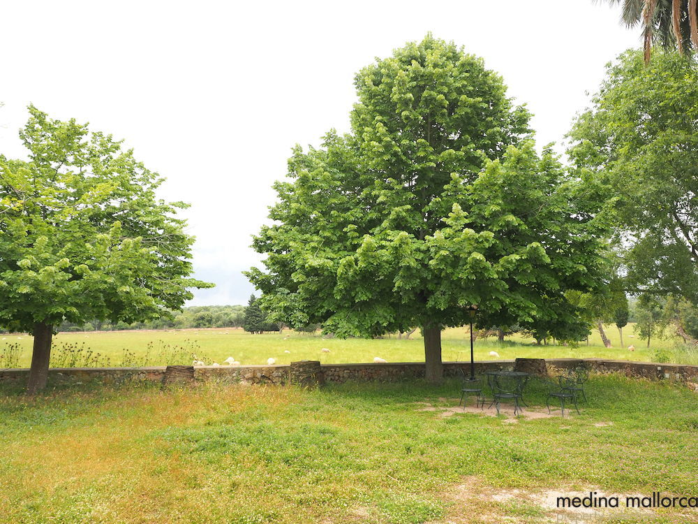 Finca rustica Maria Salut medina mallorca 7