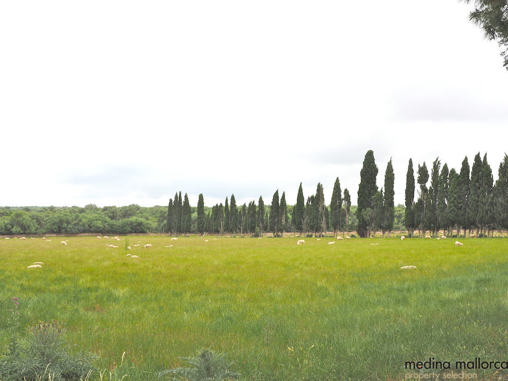 Finca rustica Maria Salut medina mallorca 9